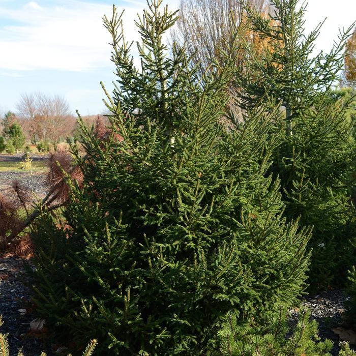 Picea orientalis Atrovirens