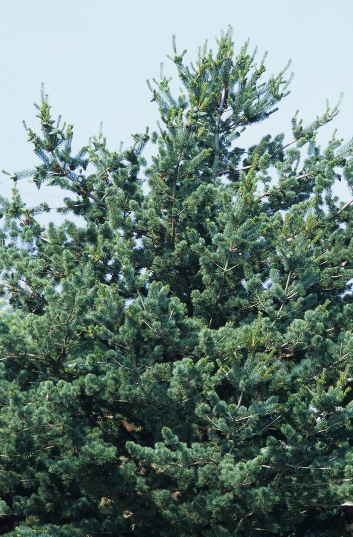 Pinus parviflora Glauca