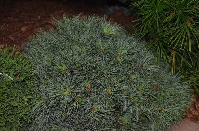 Pinus strobus Blue Shag