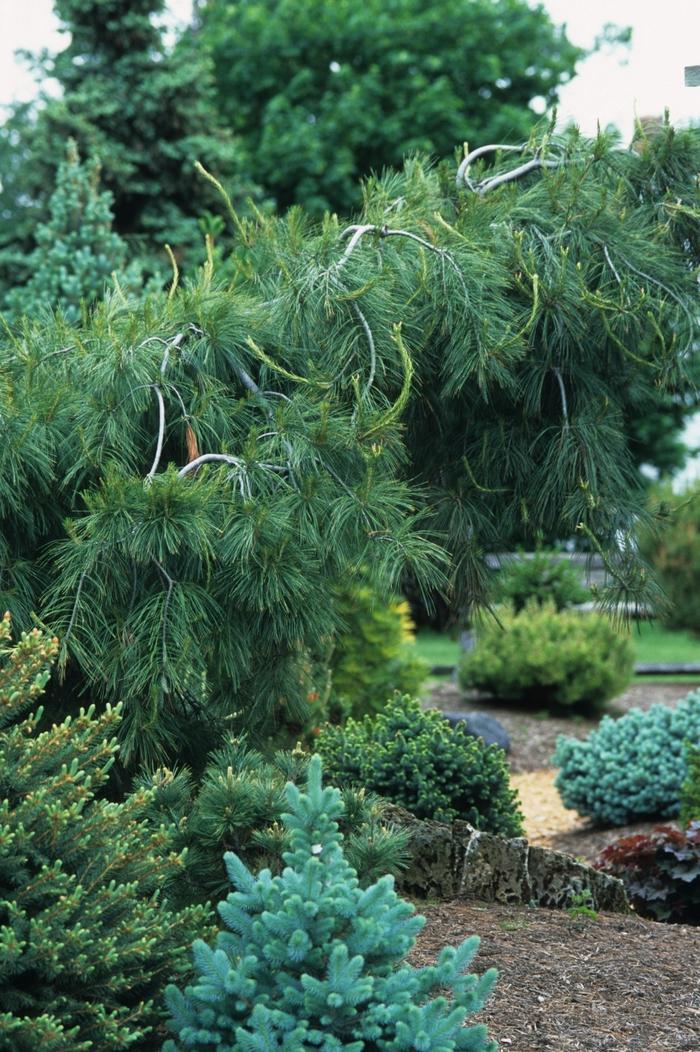 Pinus strobus Pendula