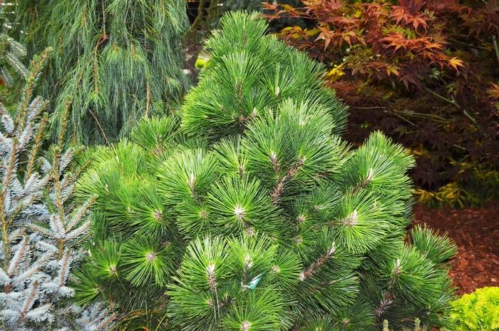 Pinus thunbergii Thunderhead