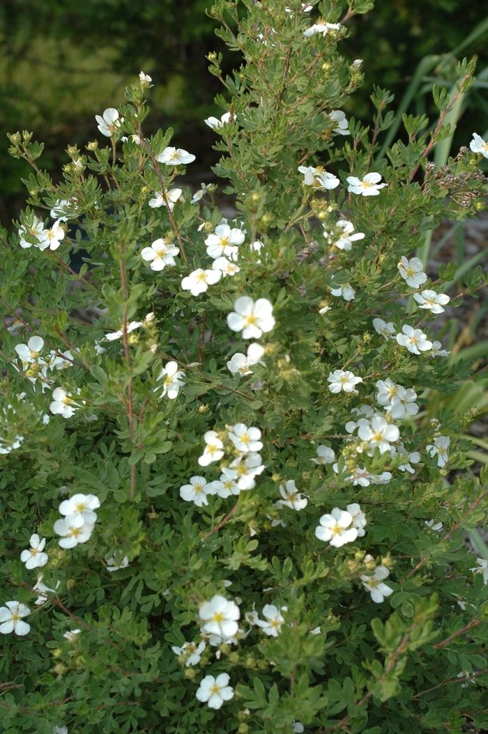 Potentilla fruticosa Abbotswood