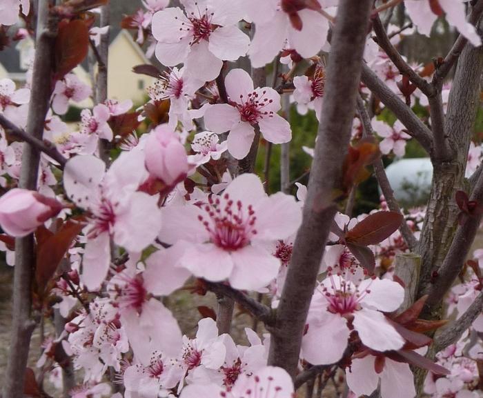 Prunus cerasifera Krauter Vesuvius