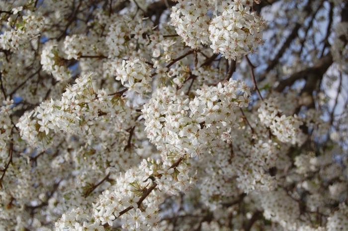 Pyrus calleryana Bradford