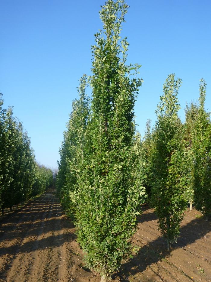 Quercus robur f. fastigiata 