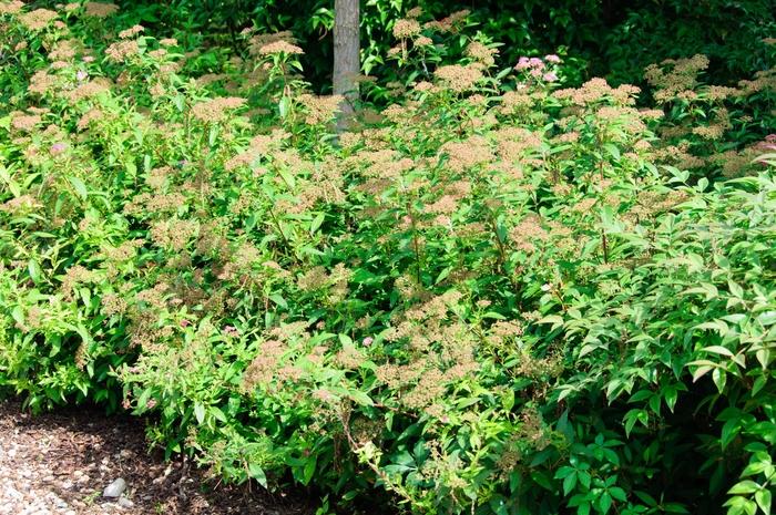 Spiraea japonica Shirobana