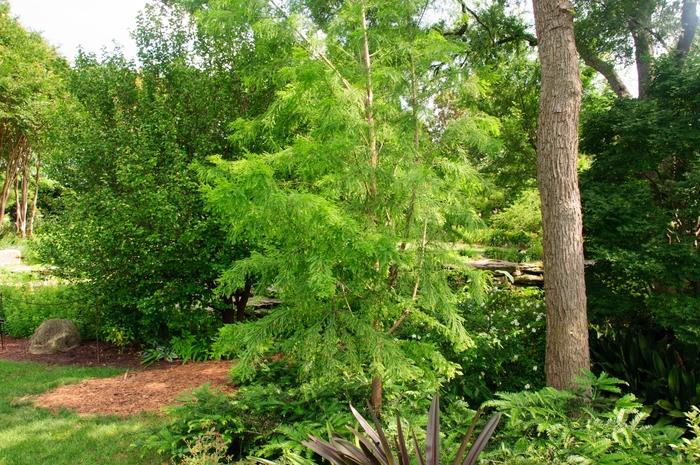 Taxodium distichum Shawnee Brave