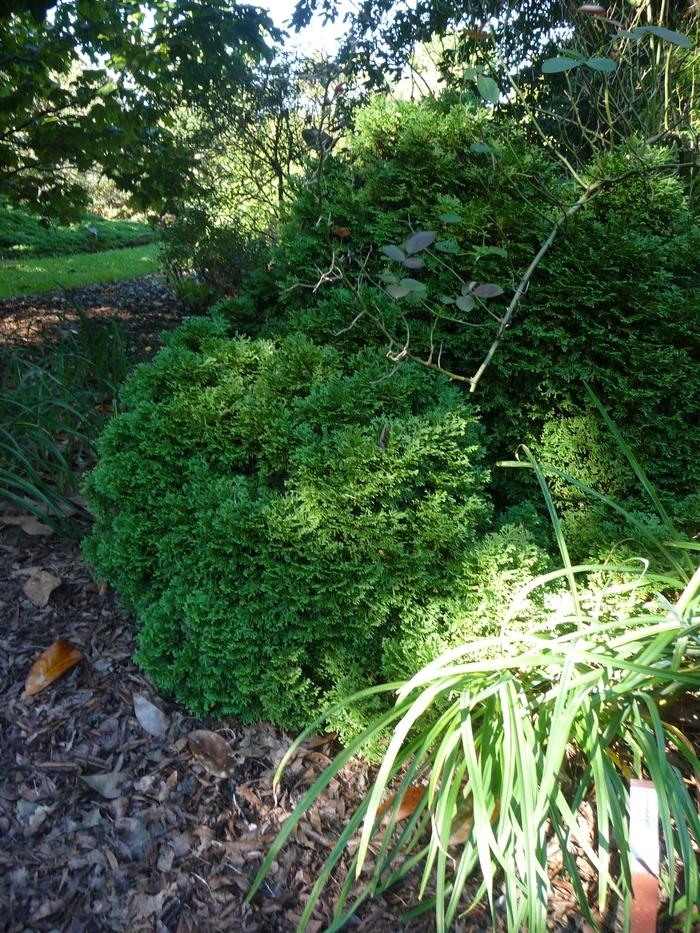 Thuja occidentalis Hetz Midget