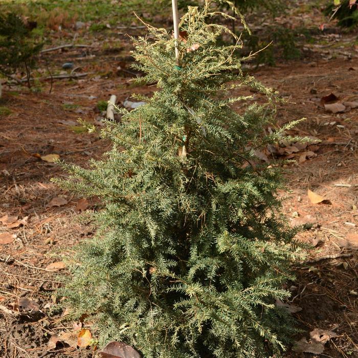 Tsuga canadensis Summer Snow