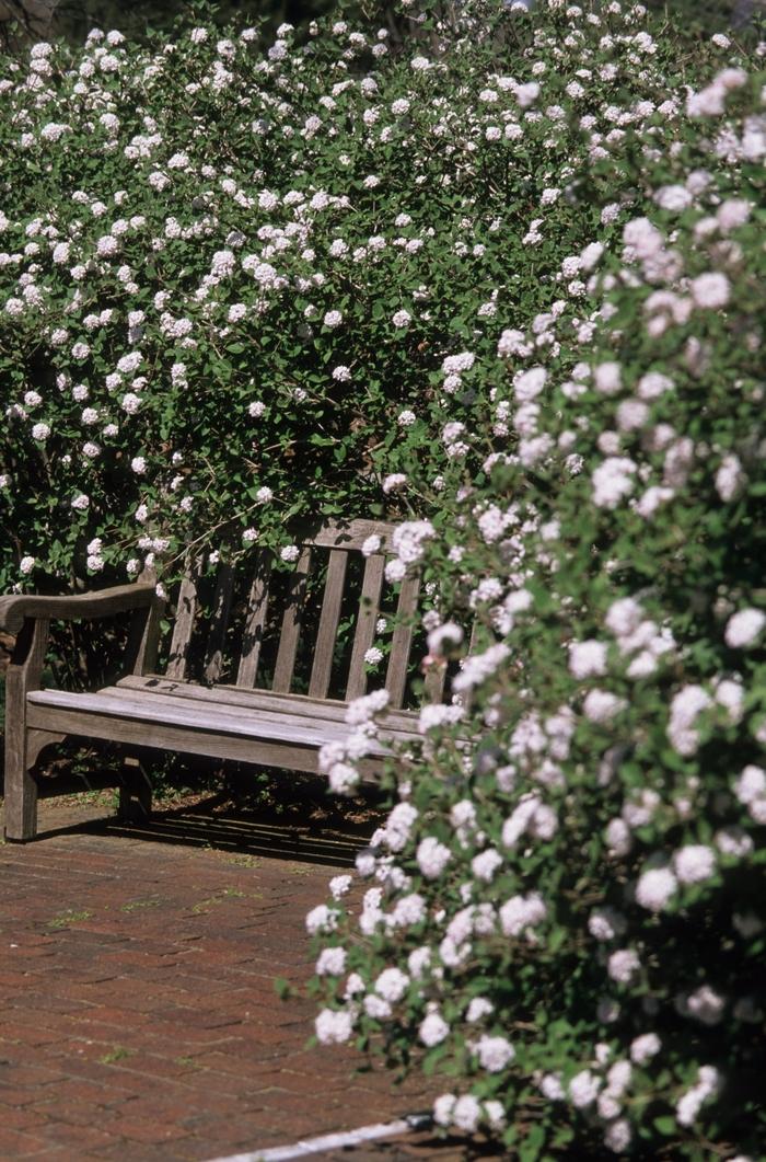 Viburnum carlesii Compactum