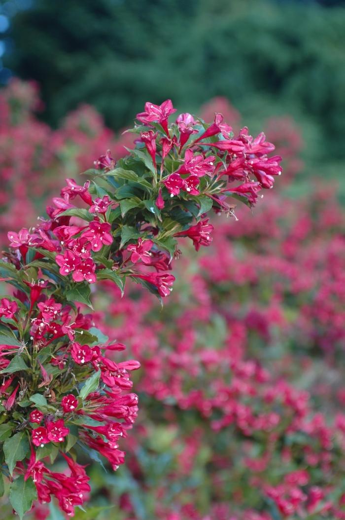 Weigela florida Red Prince