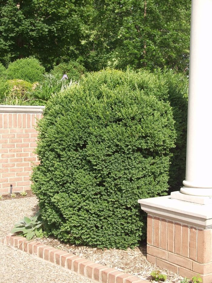 Buxus microphylla John Baldwin