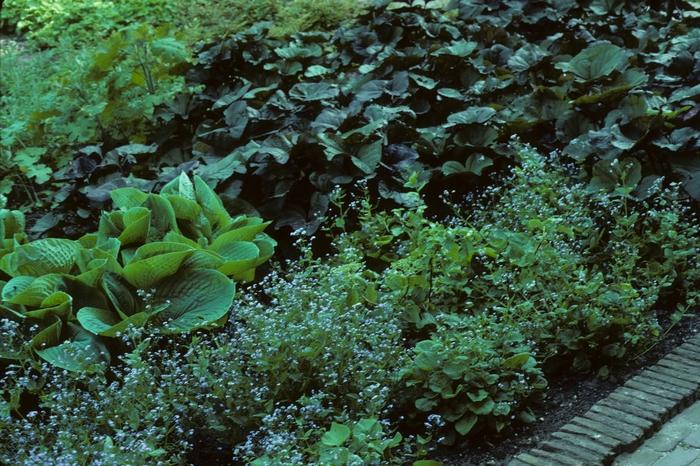 Brunnera macrophylla 