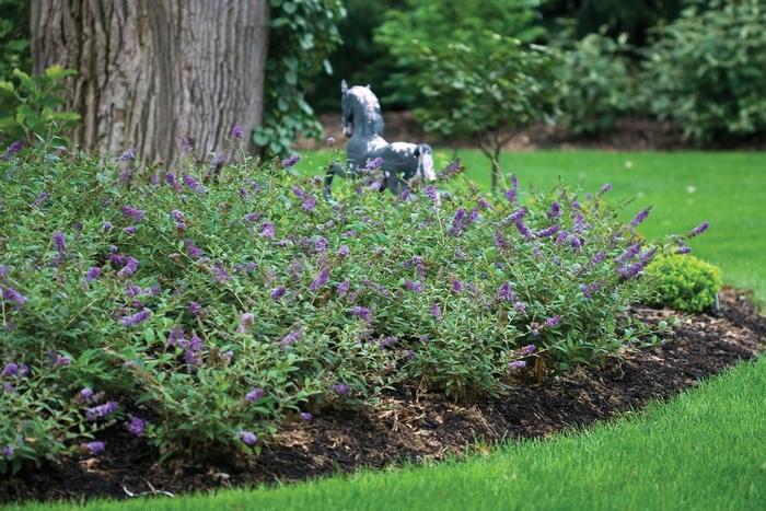 Buddleia Lo and Behold® Blue Chip