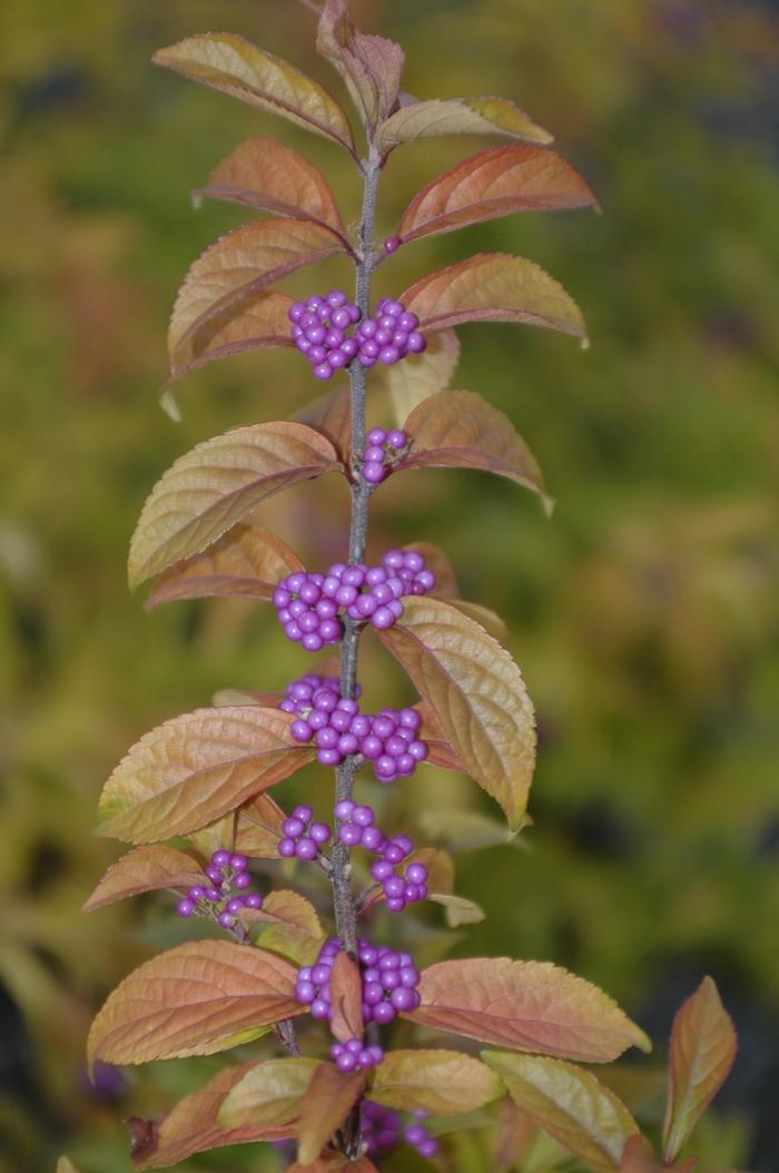 Callicarpa dichotoma Early Amethyst