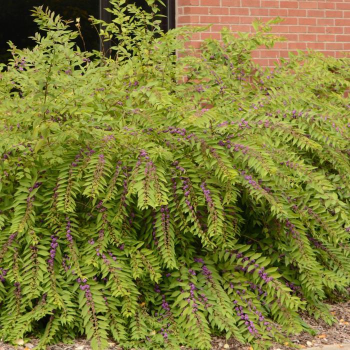 Callicarpa dichotoma Issai