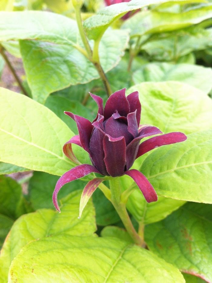 Calycanthus floridus 