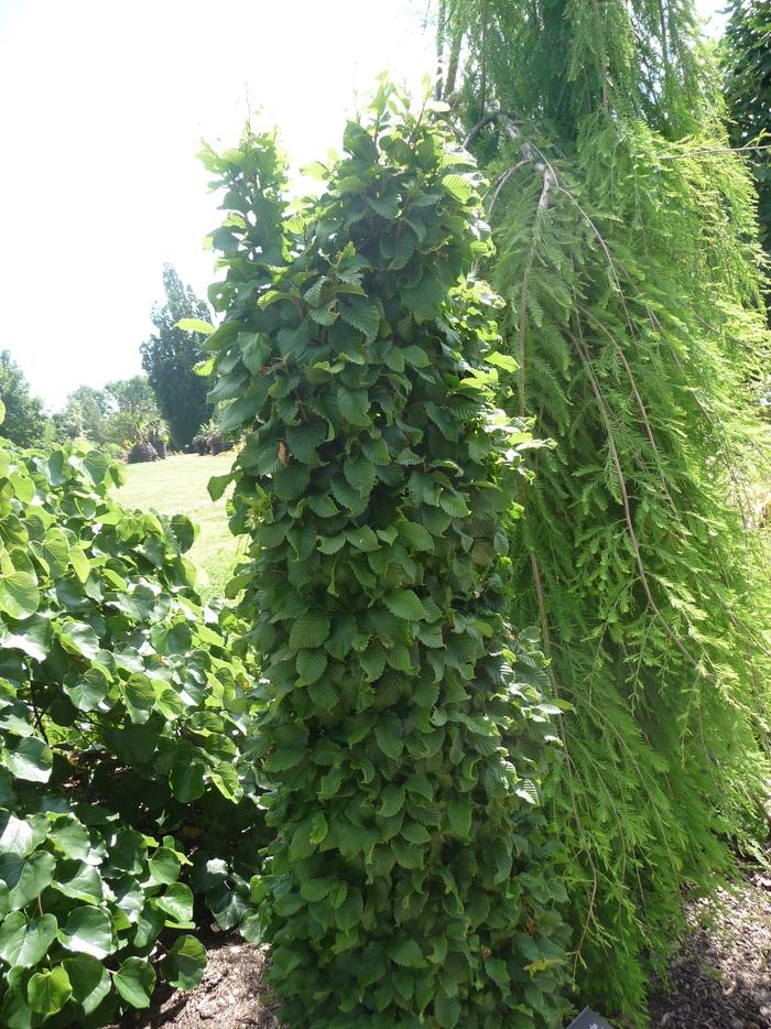 Carpinus betulus Columnaris Nana