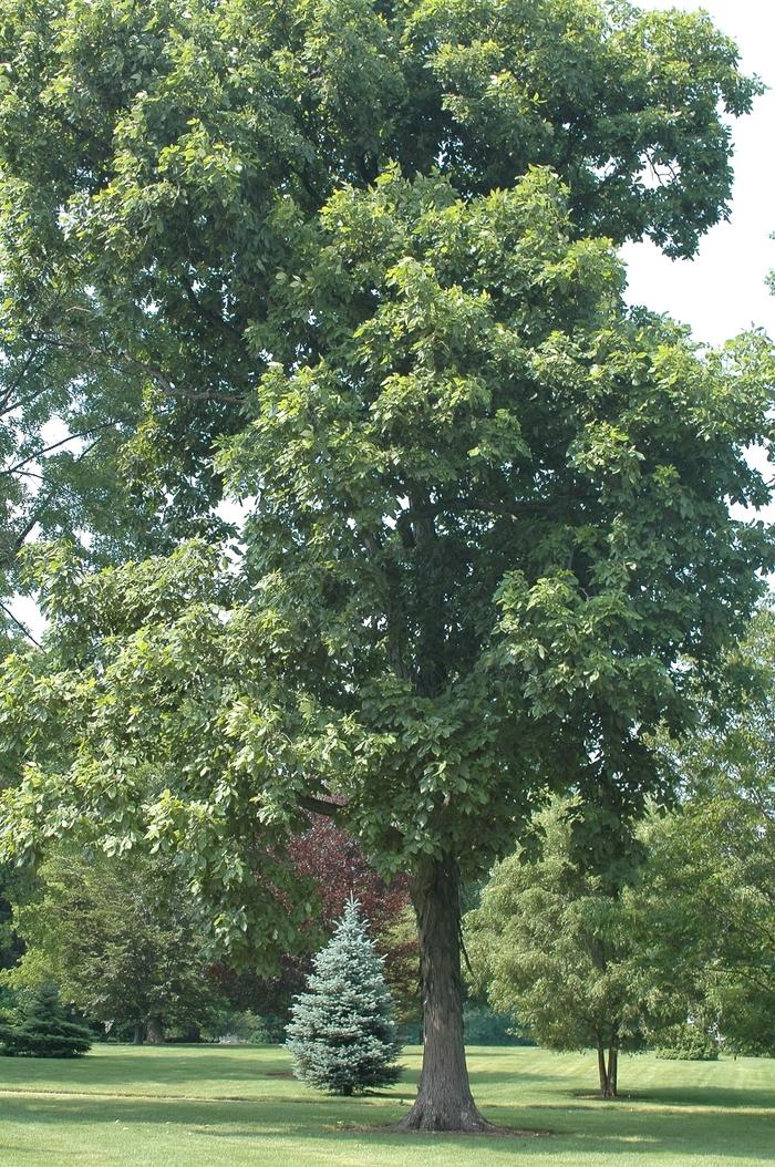 Carya ovata 