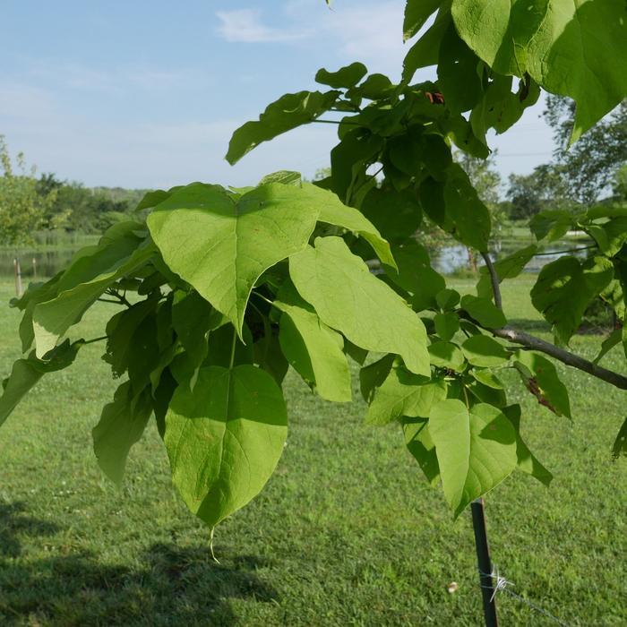 Catalpa speciosa 