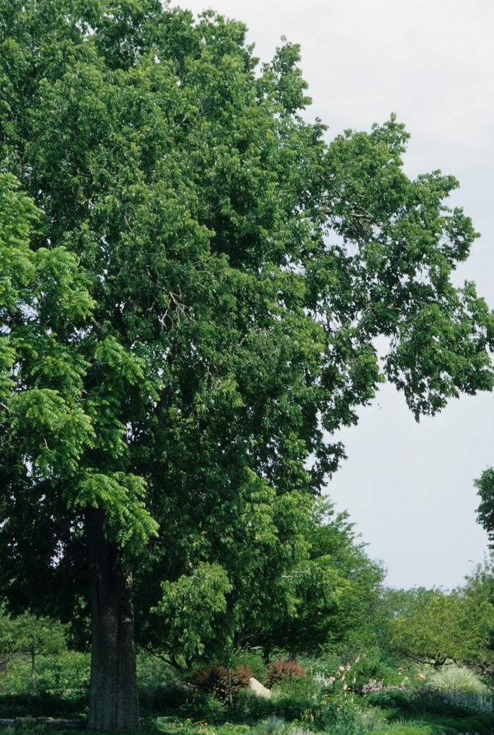 Celtis occidentalis 