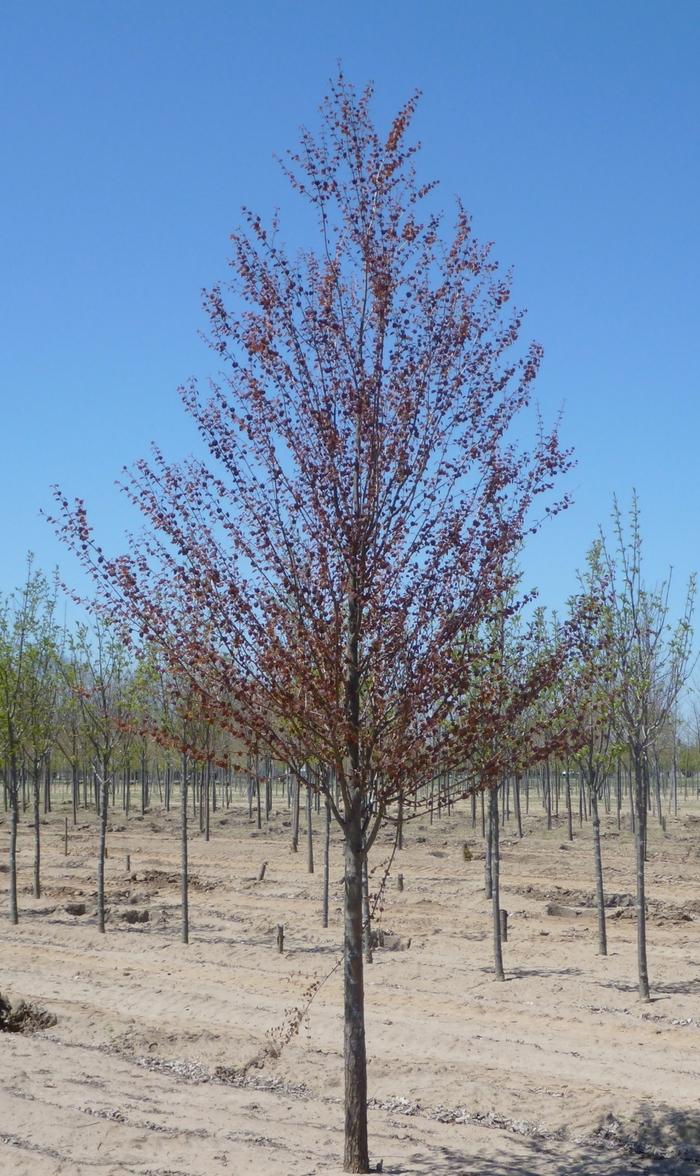 Cercidiphyllum japonicum 