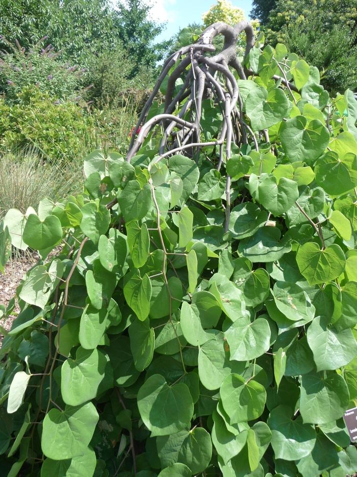 Cercis canadensis Lavender Twist®