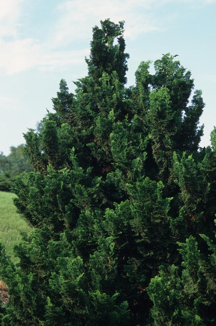 Chamaecyparis obtusa Rigid Dwarf