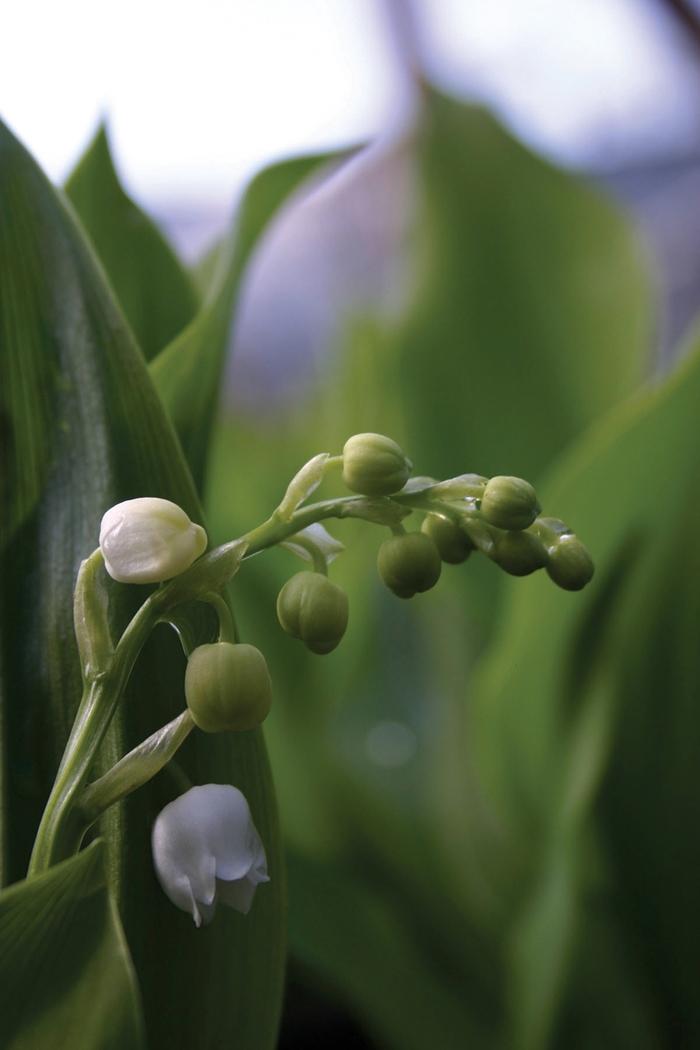 Convallaria majalis 