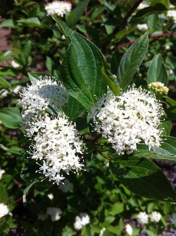 Cornus alba Sibirica