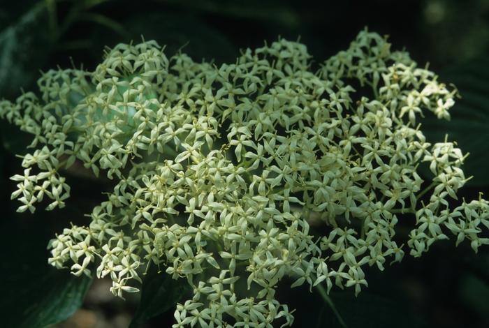 Cornus controversa 