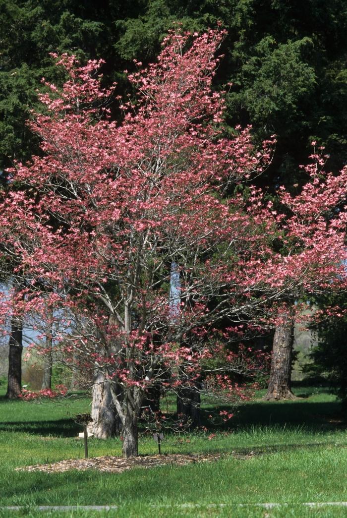 Cornus florida Cherokee Chief