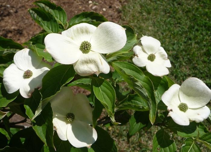 Cornus kousa 