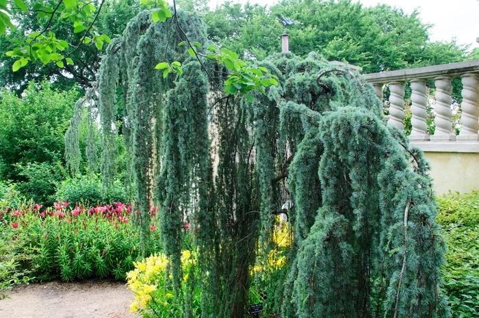 Cedrus atlantica Glauca Pendula