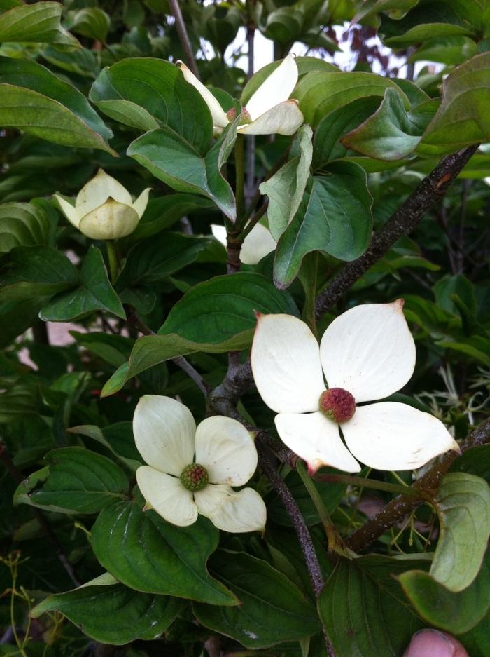 Cornus kousa Venus®