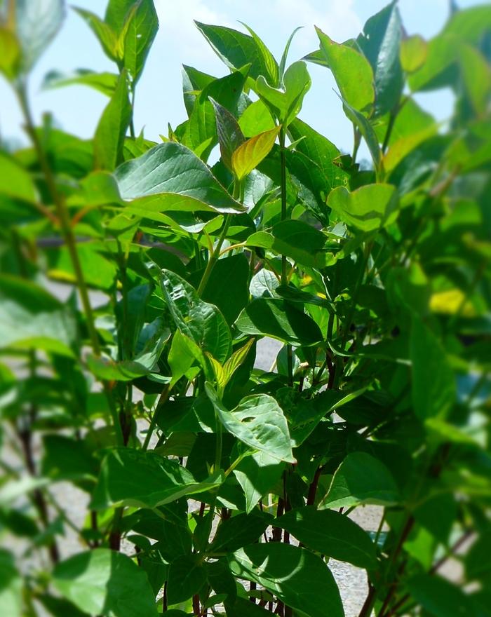 Cornus sericea 