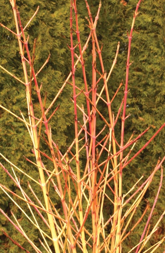 Cornus sanguinea Arctic Sun®