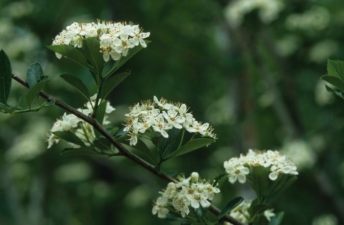 Crataegus crusgalli var inermis Crusader®