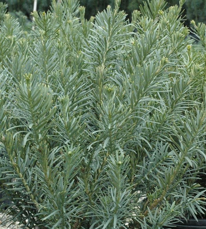 Cephalotaxus harringtonia Fastigiata