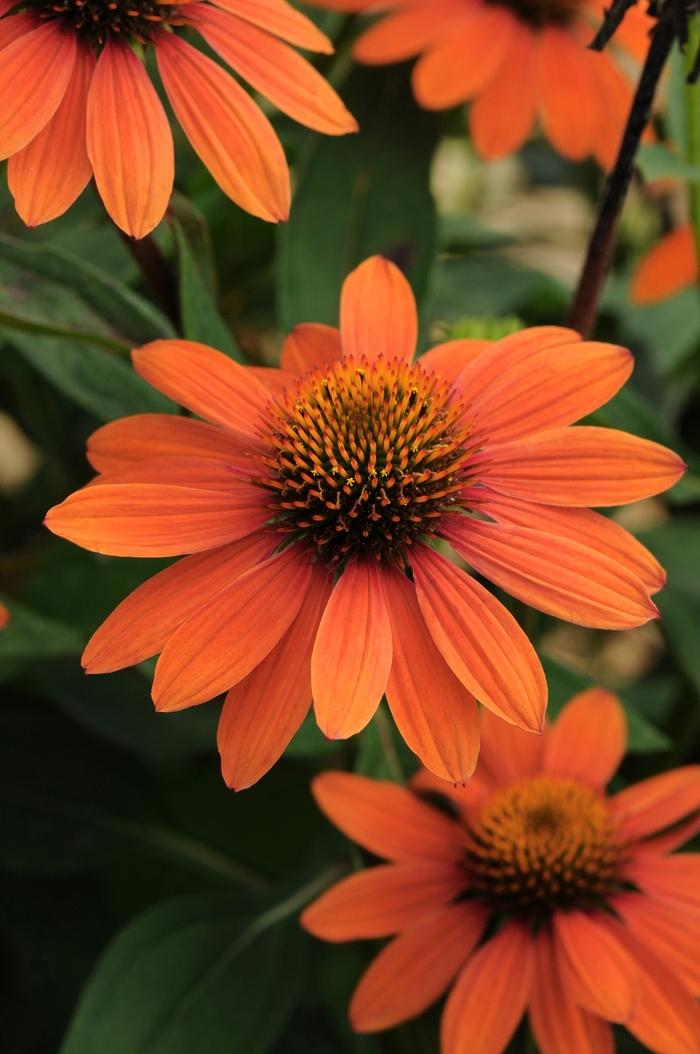 Echinacea Sombrero® Adobe Orange