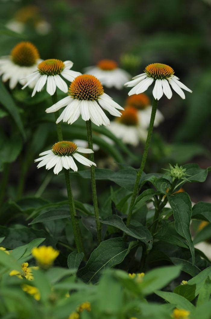 Echinacea purpurea PowWow White