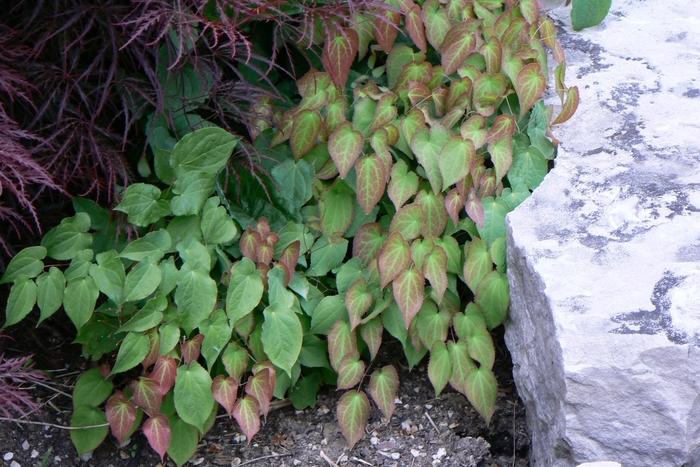 Epimedium x rubrum 