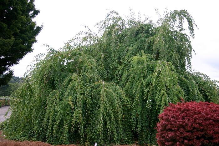 Cercidiphyllum japonicum Pendula