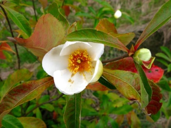 Franklinia alatamaha 