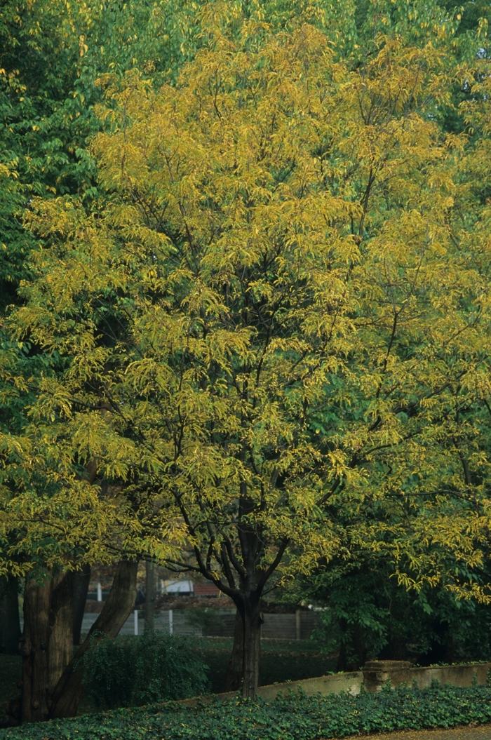 Gleditsia triacanthos var. inermis Imperial®