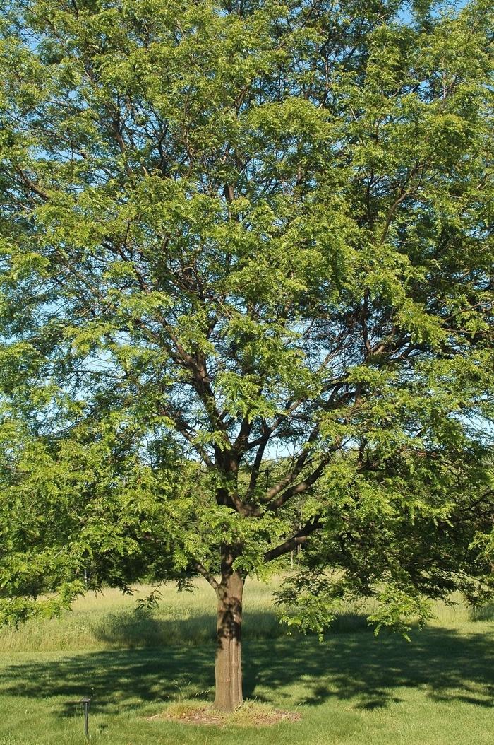 Gleditsia triacanthos var. inermis Shademaster