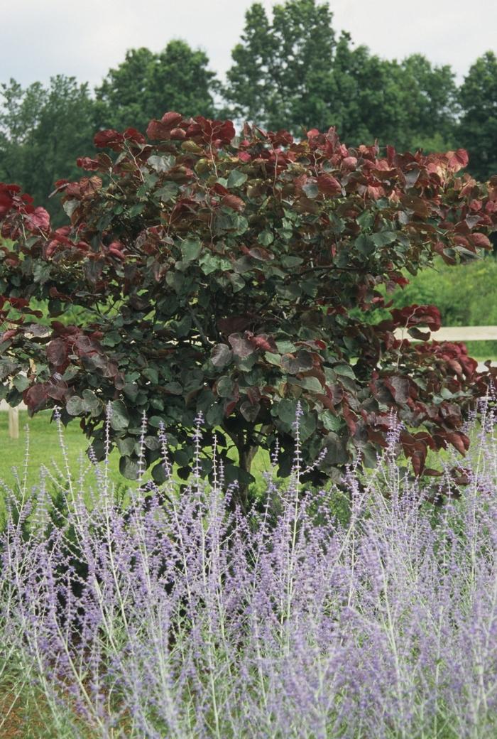 Cercis canadensis Forest Pansy