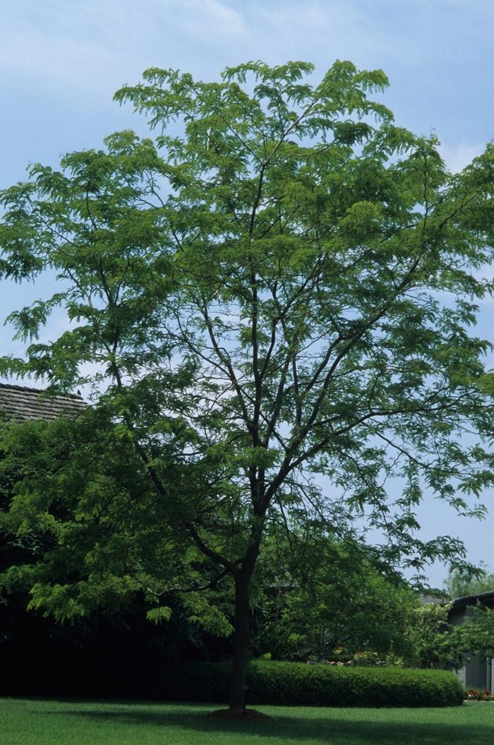 Gleditsia triacanthos var. inermis Sunburst®