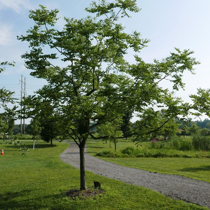 Gymnocladus dioicus Kentucky Coffeetree from Hardscrabble Farms