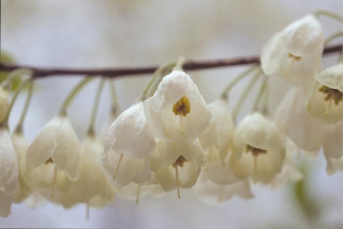 Halesia carolina (tetraptera) 